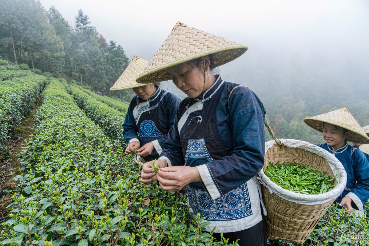 茶农在高山茶园采茶