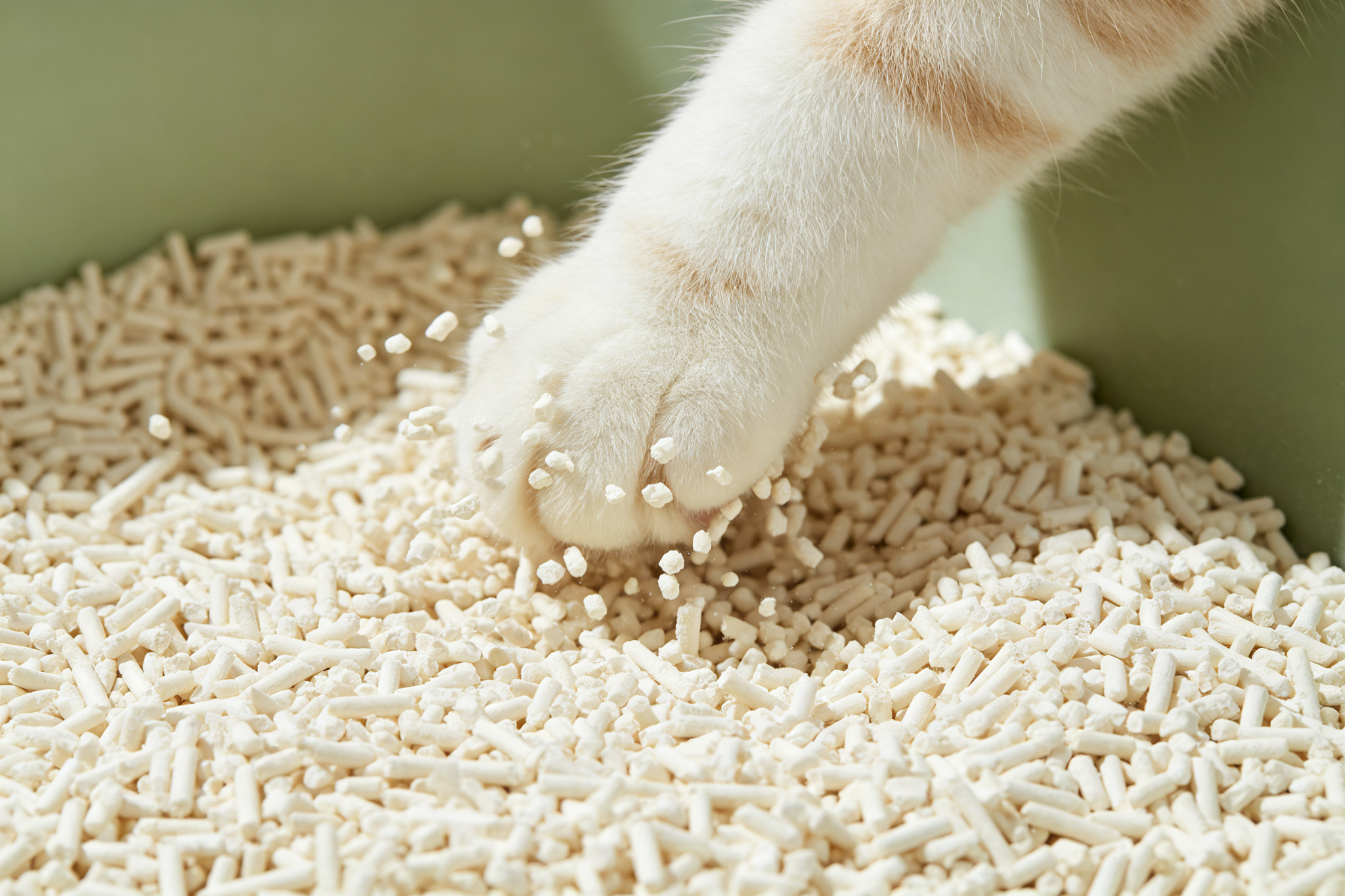 猫砂怎么选：结团、除臭与粉尘