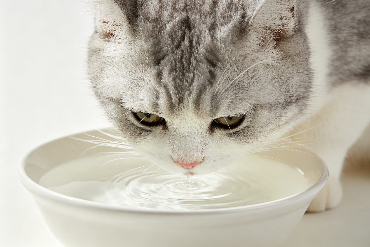 猫咪低头喝水的特写